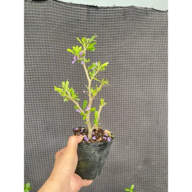 Chậu cây Linh Sam ổn định bầu đất nhanh, có hoa, ưa nắng – Giá chỉ 24.000₫ (giá gốc 29.760₫)
