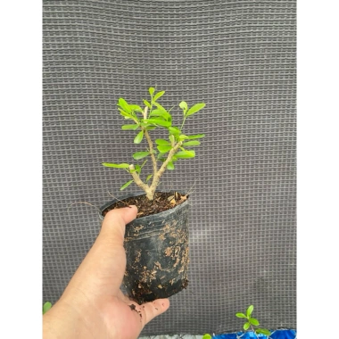 Chậu cây Linh Sam ổn định bầu đất nhanh, có hoa, ưa nắng – Giá chỉ 24.000₫ (giá gốc 29.760₫) 3 Chậu cây Linh Sam ổn định bầu đất nhanh, có hoa, ưa nắng – Giá chỉ 24.000₫ (giá gốc 29.760₫) 3