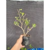 Chậu cây Linh Sam ổn định bầu đất nhanh, có hoa, ưa nắng – Giá chỉ 24.000₫ (giá gốc 29.760₫) 4