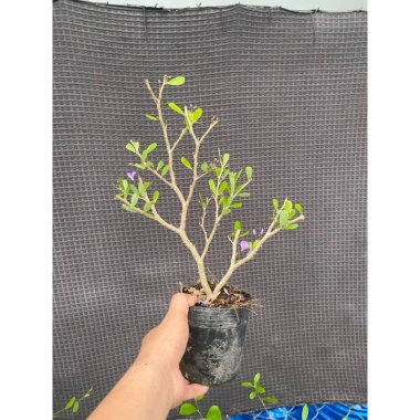 Chậu cây Linh Sam ổn định bầu đất nhanh, có hoa, ưa nắng – Giá chỉ 24.000₫ (giá gốc 29.760₫)