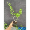 Chậu cây Linh Sam ổn định bầu đất nhanh, có hoa, ưa nắng – Giá chỉ 24.000₫ (giá gốc 29.760₫) 5