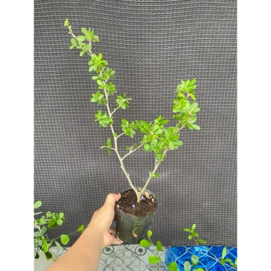 Chậu cây Linh Sam ổn định bầu đất nhanh, có hoa, ưa nắng – Giá chỉ 24.000₫ (giá gốc 29.760₫)