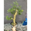Chậu cây Linh Sam Siêu Bông thân to gần chai nước suối - Giá 300.000₫ (giảm từ 369.000₫) 2