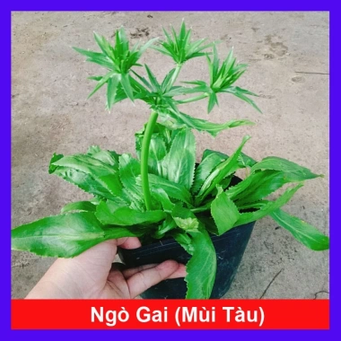 Chậu Cây Ngò Gai Mùi Tàu Rau Sạch Nhà Vườn Giá Ưu Đãi 15.000 VND Chỉ 18.000 VND