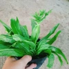 Chậu Cây Ngò Gai Mùi Tàu Rau Sạch Nhà Vườn Giá Ưu Đãi 15.000 VND Chỉ 18.000 VND 2