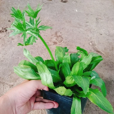 Chậu Cây Ngò Gai Mùi Tàu Rau Sạch Nhà Vườn Giá Ưu Đãi 15.000 VND Chỉ 18.000 VND 3