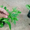 Chậu Cây Ngò Gai Mùi Tàu Rau Sạch Nhà Vườn Giá Ưu Đãi 15.000 VND Chỉ 18.000 VND 4