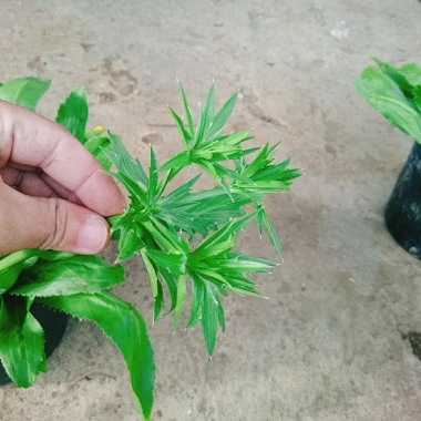 Chậu Cây Ngò Gai Mùi Tàu Rau Sạch Nhà Vườn Giá Ưu Đãi 15.000 VND Chỉ 18.000 VND 4