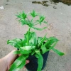 Chậu Cây Ngò Gai Mùi Tàu Rau Sạch Nhà Vườn Giá Ưu Đãi 15.000 VND Chỉ 18.000 VND 5