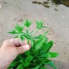 Chậu Cây Ngò Gai Mùi Tàu Rau Sạch Nhà Vườn Giá Ưu Đãi 15.000 VND Chỉ 18.000 VND 6