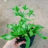 Chậu Cây Ngò Gai Mùi Tàu Rau Sạch Nhà Vườn Giá Ưu Đãi 15.000 VND Chỉ 18.000 VND 7