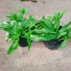 Chậu Cây Ngò Gai Mùi Tàu Rau Sạch Nhà Vườn Giá Ưu Đãi 15.000 VND Chỉ 18.000 VND 8