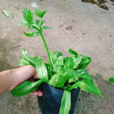 Chậu Cây Ngò Gai Mùi Tàu Rau Sạch Nhà Vườn Giá Ưu Đãi 15.000 VND Chỉ 18.000 VND 9