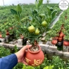 Chậu cây quất mini để bàn gốm tài lộc - Tết quả chín vàng, chỉ 249.000₫ 2