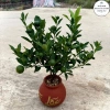 Chậu cây quất mini để bàn gốm tài lộc - Tết quả chín vàng, chỉ 249.000₫ 3