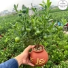Chậu cây quất mini để bàn gốm tài lộc - Tết quả chín vàng, chỉ 249.000₫ 4