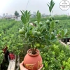 Chậu cây quất mini để bàn gốm tài lộc - Tết quả chín vàng, chỉ 249.000₫ 5
