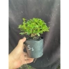 Chậu cây Sam Hương bé chỉ cao 5-10cm - Giá ưu đãi 56.000₫, phù hợp không gian nhỏ