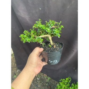 Chậu cây Sam Hương bé chỉ cao 5-10cm - Giá ưu đãi 56.000₫, phù hợp không gian nhỏ 2