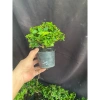 Chậu cây Sam Hương bé chỉ cao 5-10cm - Giá ưu đãi 56.000₫, phù hợp không gian nhỏ 3
