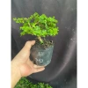 Chậu cây Sam Hương bé chỉ cao 5-10cm - Giá ưu đãi 56.000₫, phù hợp không gian nhỏ 4