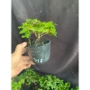 Chậu cây Sam Hương bé chỉ cao 5-10cm - Giá ưu đãi 56.000₫, phù hợp không gian nhỏ 5
