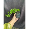 Chậu cây Sam Hương bé chỉ cao 5-10cm - Giá ưu đãi 56.000₫, phù hợp không gian nhỏ 6