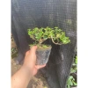 Chậu cây Sam Hương bé chỉ cao 5-10cm - Giá ưu đãi 56.000₫, phù hợp không gian nhỏ 7