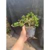 Chậu cây Sam Hương bé chỉ cao 5-10cm - Giá ưu đãi 56.000₫, phù hợp không gian nhỏ 8