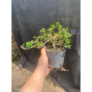 Chậu cây Sam Hương bé chỉ cao 5-10cm - Giá ưu đãi 56.000₫, phù hợp không gian nhỏ 8