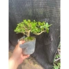 Chậu cây Sam Hương bé chỉ cao 5-10cm - Giá ưu đãi 56.000₫, phù hợp không gian nhỏ 9