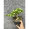 Chậu cây Trà Phúc Kiến Bonsai Bùm Sụm - Hoa trắng nhỏ, trái ngọt, giá chỉ 309.000₫
