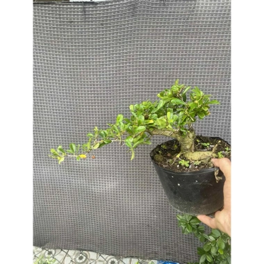 Chậu cây Trà Phúc Kiến Bonsai Bùm Sụm - Hoa trắng nhỏ, trái ngọt, giá chỉ 309.000₫ 5