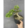 Chậu cây Trà Phúc Kiến Bonsai Bùm Sụm - Hoa trắng nhỏ, trái ngọt, giá chỉ 309.000₫ 6