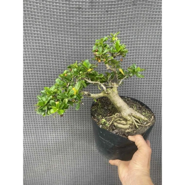 Chậu cây Trà Phúc Kiến Bonsai Bùm Sụm - Hoa trắng nhỏ, trái ngọt, giá chỉ 309.000₫ 6