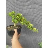 Chậu cây Trà Phúc Kiến Bonsai Bùm Sụm - Hoa trắng nhỏ, trái ngọt, giá chỉ 309.000₫ 7