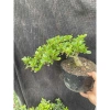 Chậu cây Trà Phúc Kiến Bonsai Bùm Sụm - Hoa trắng nhỏ, trái ngọt, giá chỉ 309.000₫ 8