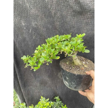 Chậu cây Trà Phúc Kiến Bonsai Bùm Sụm - Hoa trắng nhỏ, trái ngọt, giá chỉ 309.000₫ 8