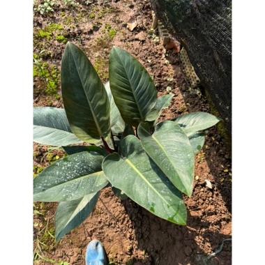 Chậu cây trầu bà đế vương đỏ 30cm - Trang trí bàn & ban công, 115.000₫
