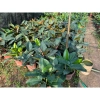 Chậu cây trầu bà đế vương đỏ 30cm - Trang trí bàn & ban công, 115.000₫ 3