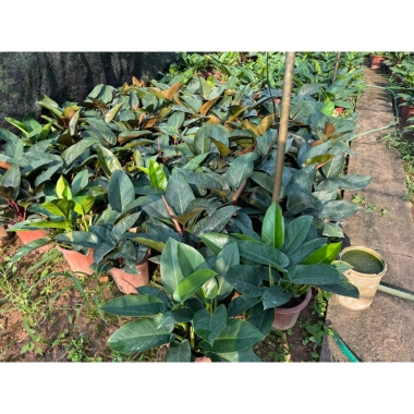 Chậu cây trầu bà đế vương đỏ 30cm - Trang trí bàn & ban công, 115.000₫
