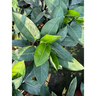 Chậu cây trầu bà đế vương đỏ 30cm - Trang trí bàn & ban công, 115.000₫