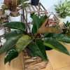 Chậu cây trầu bà đế vương đỏ 30cm - Trang trí bàn & ban công, 115.000₫ 5
