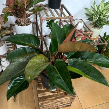 Chậu cây trầu bà đế vương đỏ 30cm - Trang trí bàn & ban công, 115.000₫