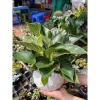 Chậu cây trầu bà Kim cương nhiều nhánh cao 25cm - túi xách tiện lợi, quà tặng độc đáo giá 85.000đ