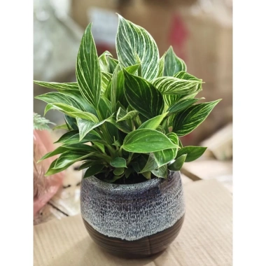 Chậu cây trầu bà Kim cương nhiều nhánh cao 25cm - túi xách tiện lợi, quà tặng độc đáo giá 85.000đ 3 Chậu cây trầu bà Kim cương nhiều nhánh cao 25cm - túi xách tiện lợi, quà tặng độc đáo giá 85.000đ 3