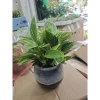 Chậu cây trầu bà Kim cương nhiều nhánh cao 25cm - túi xách tiện lợi, quà tặng độc đáo giá 85.000đ 4