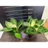Chậu cây trầu bà Kim cương nhiều nhánh cao 25cm - túi xách tiện lợi, quà tặng độc đáo giá 85.000đ 5