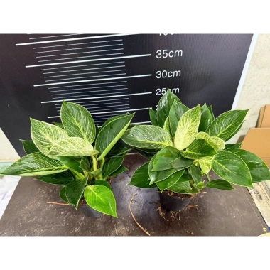 Chậu cây trầu bà Kim cương nhiều nhánh cao 25cm - túi xách tiện lợi, quà tặng độc đáo giá 85.000đ