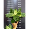 Chậu cây trầu bà Kim cương nhiều nhánh cao 25cm - túi xách tiện lợi, quà tặng độc đáo giá 85.000đ 6